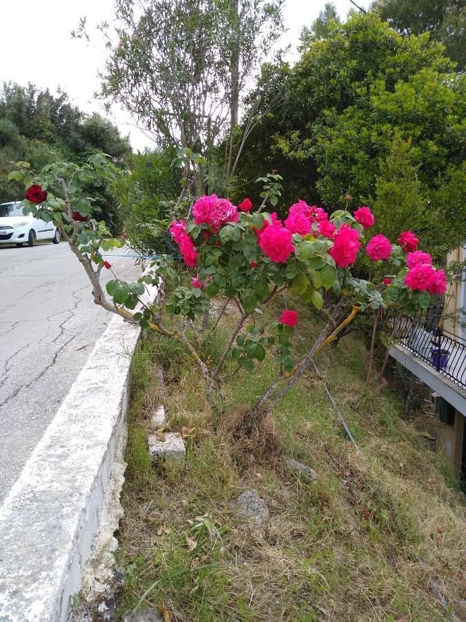 Mare Di Zante "Mare Di Levante" Aparthotel Alykanas  Ruang foto